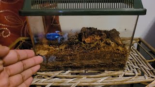 COMPLETE PET GIANT CENTIPEDE CARE GUIDE EVERYTHING YOU NEED TO KNOW [upl. by Hedaza]