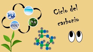 Mini lezione il ciclo del carbonio [upl. by Bashemeth]