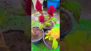 Grow Celosia Plant shorts viral garden [upl. by Suelo]