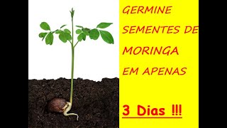 Germine em 3 Dias sua semente de moringa oleifera [upl. by Watson]