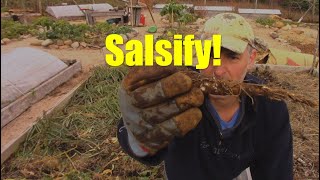 Harvesting Salsify for the 1st Time Ever [upl. by Maxama]