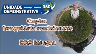 Braquiária ruziziensis BRS Integra  Unidade Demonstrativa 360 graus [upl. by Raynor]