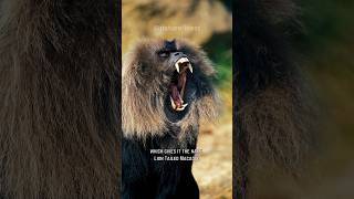 Lion Tailed Macaques  Monarchs of the Treetops shorts animals nature [upl. by Atinel12]