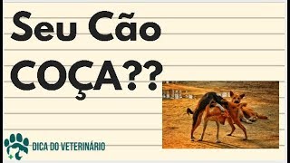 Dermatologia nos Cães  Coceira Sarna Fungos ou Alergia Dica do Veterinário [upl. by Fontes553]