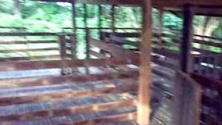 low cost goat house video for comments from goatraisers yahoo groups [upl. by Berni]