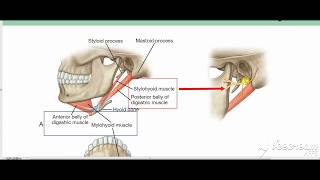 Suprahyoid muscles 5 [upl. by Htebirol304]