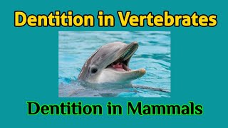 Dentition in Vertebrates  Dentition in Mammals  Different Types of Dentition  AM Biologie Notes [upl. by Alo368]