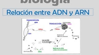 ADN y ARN [upl. by Larissa]