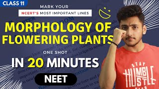 Morphology of Flowering Plants Class 11  Biology  For NEET  Full Revision In 20 Minutes [upl. by Bilicki]