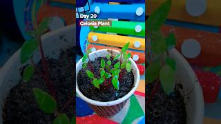 Grow Celosia From Seeds  How to sow celosia  सेलोसिआ को बीज से लगाए  Celosia Seeds Germination [upl. by Mellman567]