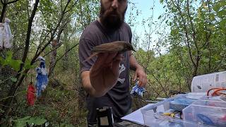 Bird ringing  Nightingales Blackbirds and Many more  Full Ringing Session  4K [upl. by Reivad]