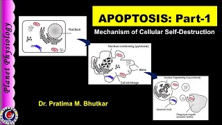 Apoptosis Part 1  Definition and Mechanism [upl. by Lennon466]