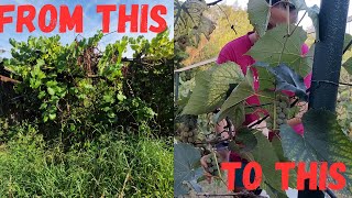 Restoring an Abandoned Vineyard to make Wine  For the FIRST TIME [upl. by Adnalro]