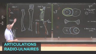 Anatomie des articulations radioulnaires Membre supérieur 10 [upl. by Annasor]