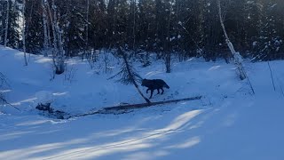 HUGE WOLF ESCAPES TRAP ON VIDEO [upl. by Livesay509]