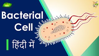 Bacterial Cell क्या है  संरचना और कार्य  Microbiology  Basic Science Series Hindi [upl. by Piane]