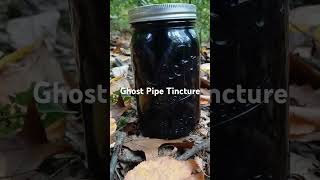 October 4 2024 Ghost Pipe Tincture update tincturemaking steep ghostpipe [upl. by Orravan]