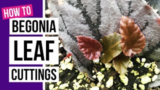 How to propagate Begonias from leaf cuttings  Begonia care tips [upl. by Semela595]