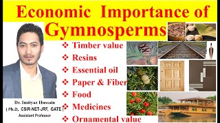 Economic importance of Gymnosperms gymnosperms as a Timber Resins Paper Food and Medicines [upl. by Irakab]