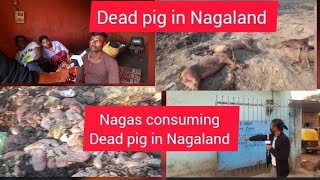 pigger farms supplying Dead pigs to Butcher shops in Across Dimapur [upl. by Roumell]