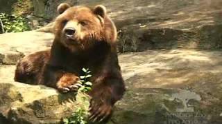 Kodiak Bear Feeding at the Pittsburgh Zoo amp PPG Aquarium [upl. by Grimbald]