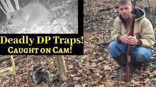 Revealing Footage Deadly Dog Proof Traps [upl. by Idolah]