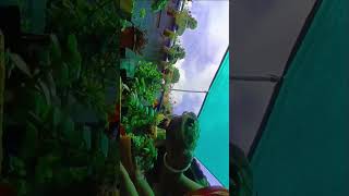 Garden upgrade garden growgreen gardenplants flowers ytshorts ytviral yt [upl. by Yanal]