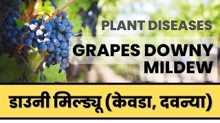 Grapes Downy Mildew Disease Life Cycle [upl. by Ezeerb]