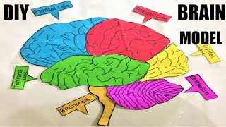 how to make a brain model making using cardboard with parts  science project  DIY  howtofunda [upl. by Delanty]