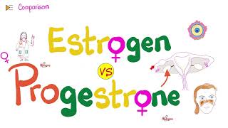 Estrogen amp Progesterone  Source Metabolism Structure amp Function [upl. by Sharma]