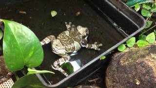 Trachycephalus resinifictrix milk frog  croaking [upl. by Jenks]