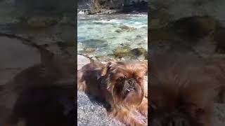 Una bella latmosfera 🐶 funny dog iscriviti cane youtubeshorts video canedivertente [upl. by Packston]