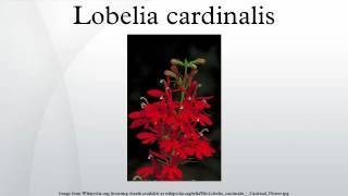 Lobelia cardinalis [upl. by Pris]