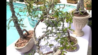 Operculicarya decaryi Exotic Bonsai Pachyform out of Dormancy with Seeds  Episode 66 [upl. by Mushro]