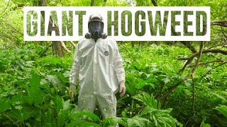 Hogweed is one of Canadas most dangerous plants heres what you should know [upl. by Inami578]