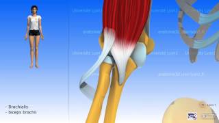 The brachialis [upl. by Adnima]