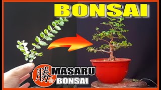 COMO HACER UN BONSAI PASO A PASO FÁCIL 🔴 ACTUALIZACIÓN DE FICUS BENJAMINA Y LIGUSTRINA [upl. by Drawd]