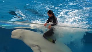 横浜・八景島シーパラダイス 海の動物たちのショー イルカショー ※20230603  Yokohama Hakkeijima Sea Paradise Dolphin Show [upl. by Mateya]