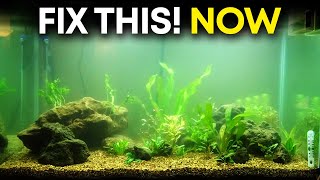 Cloudy Water in Aquarium – How to Fix Your Hazy Aquarium [upl. by Neraj]