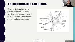 El Tejido Nervioso por Tamara L [upl. by Aneladgam790]