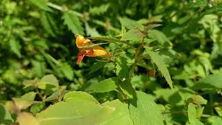 Orange Balsam A Vibrant and Fragrant Wildflower You Need to Know [upl. by Ahsikam222]