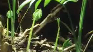 Tree and Plant Life in the Jungle  David Attenborough  BBC Studios [upl. by Nylassej524]