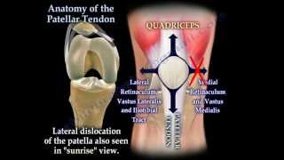 Anatomy Of The Patellar Tendon  Everything You Need To Know  Dr Nabil Ebraheim [upl. by Yung]