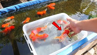 HOW TO BREED Ranchu GOLDFISH with great SUCCESS [upl. by Ytte]