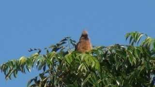 Speckled Mousebird  Filmed by Greg Morgan [upl. by Haggai]