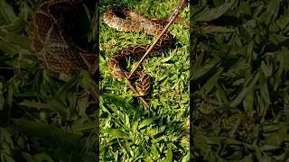 SERPIENTE 🐍 Venenosa  Yayarará de la Cruz shortvideo [upl. by Ardnas]