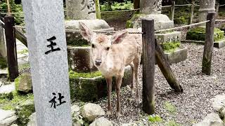 2 minutes of deer bowing at Nara Park Japan [upl. by Sorce328]