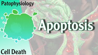 Pathophysiology  Apoptosis Cell death Hani Laith شرح [upl. by Yggep]