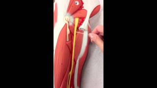 Sacral Plexus Anatomy on Model Plus the Femoral Nerve [upl. by Aleek376]