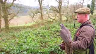 Hunting Pheasant with Goshawks in Ireland [upl. by Metsky505]